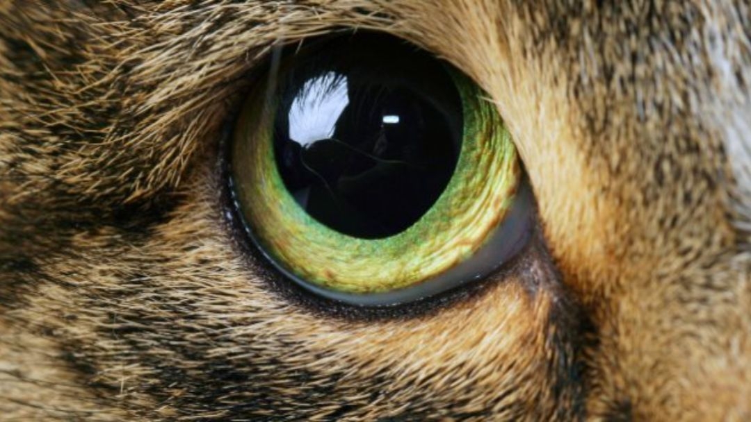 Comment nettoyer les yeux qui coulent de mon chat ? Purina